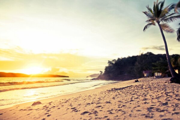 Palm trees on the ocean and sunset