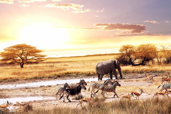 Bêtes africaines sur fond de coucher de soleil