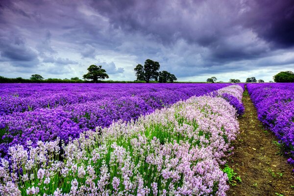 Campos de lavanda de Provenza. Paisaje. Antes de la tormenta