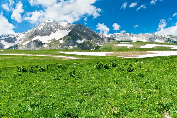 Grünes Gras auf dem Hintergrund der schneebedeckten Berge