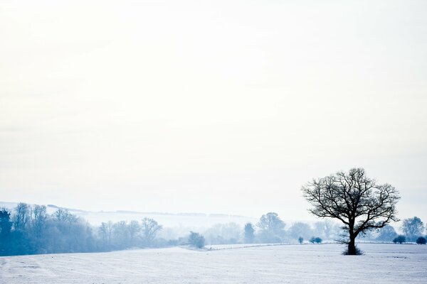 Paisaje de invierno blanco cubierto de nieve