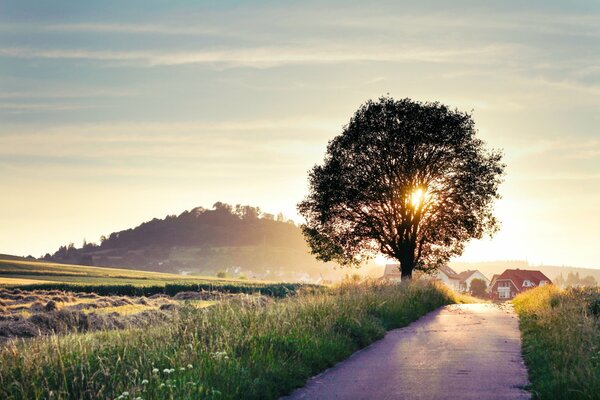 Straße und Baumlandschaft im Sommer