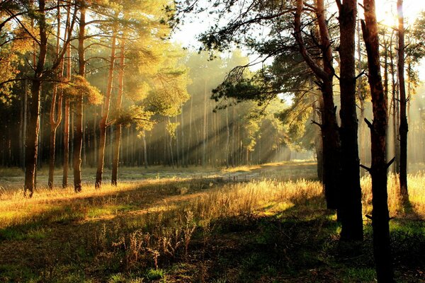 Autumn forest a ray of morning sun