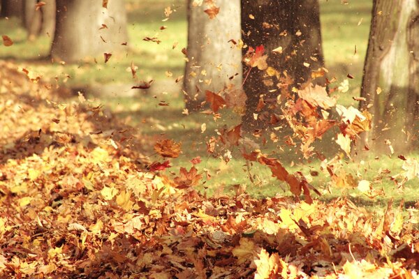 Flying leaves from trees in autumn