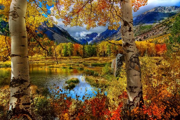 The nature of autumn. birches by the pond