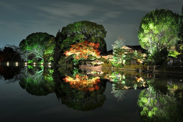 Illuminated trees by the river at night