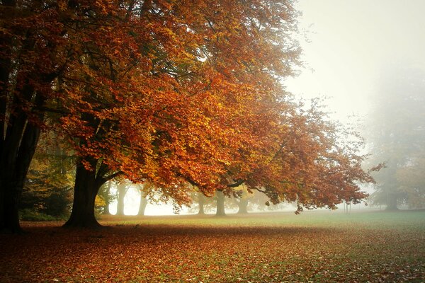 A foggy morning in an autumn park strewn with bright fallen leaves