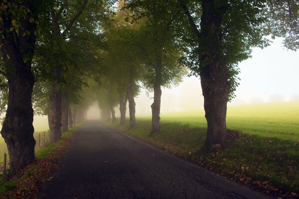 Arbres d automne le long de la route brumeuse