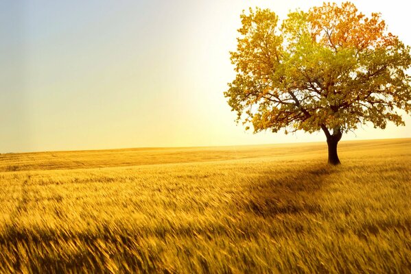 Golden wheat in the field