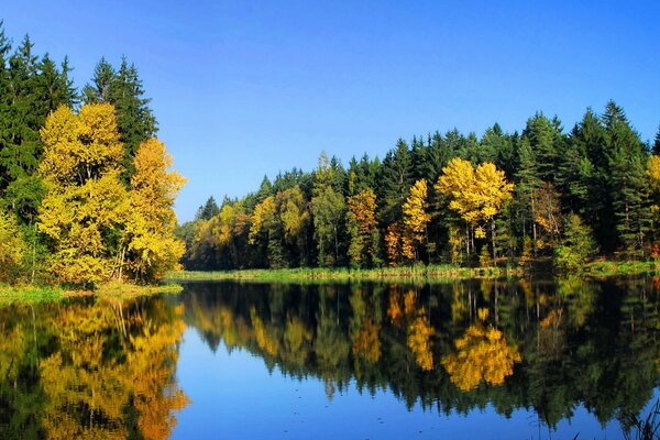 Nature of autumn in the forest by the lake