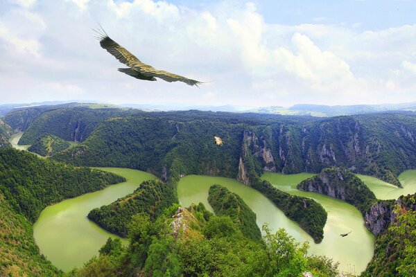 Orel. planant dans le ciel au-dessus des courbes du lit de la rivière qui coule parmi les montagnes couvertes de forêt