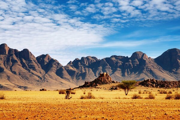 Beautiful savanna landscape with shrubs