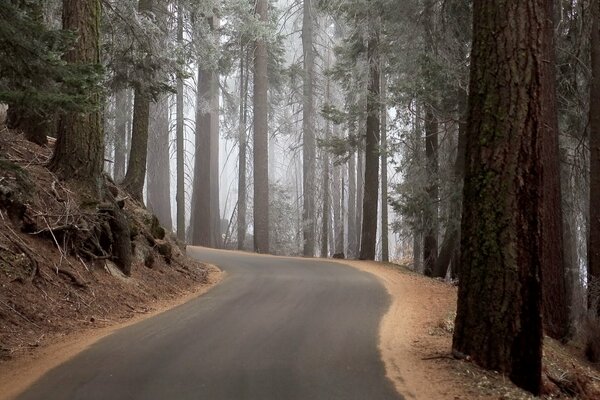 A crooked road in a pine forest