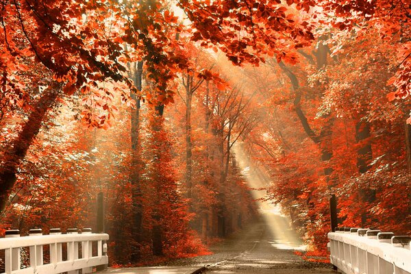 A white bridge in the autumn red forest with the rays of the sun