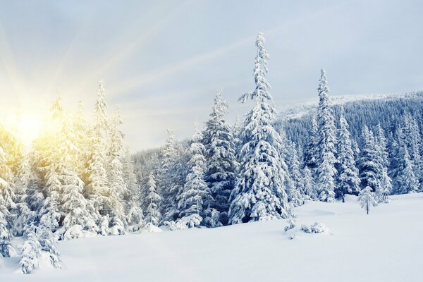 Forêt de conte d hiver