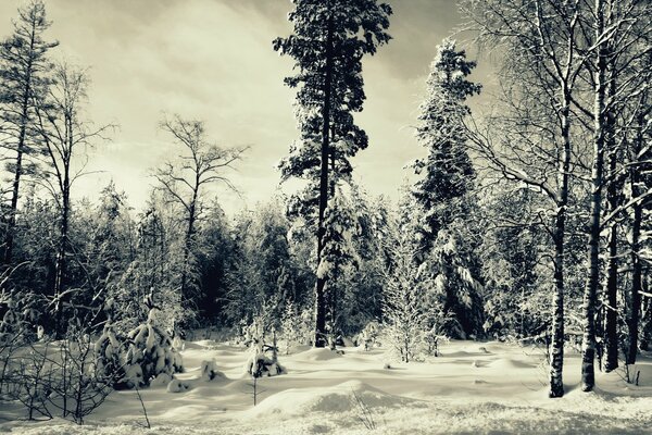 Schwarze und weiße Winterlandschaft