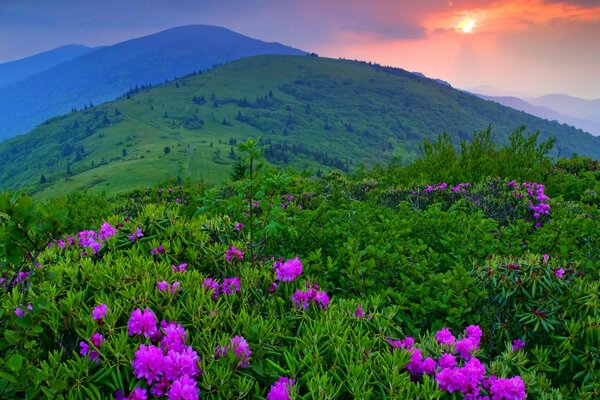 Lilac flowers in green in the mountains