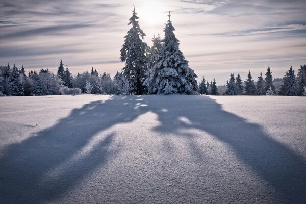 Sapins dans les montagnes couvertes de neige