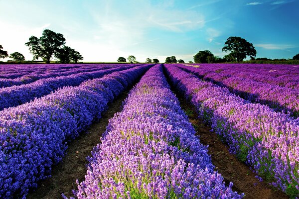 Campi di lavanda in Francia. Paesaggio