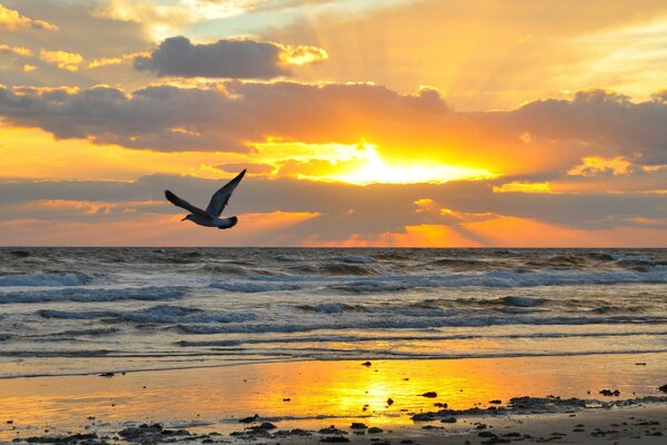 Uccello che vola sullo sfondo del tramonto del mare