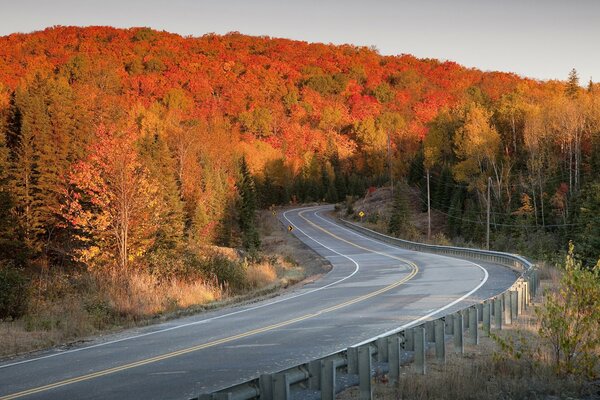 Strada nella foresta d autunno