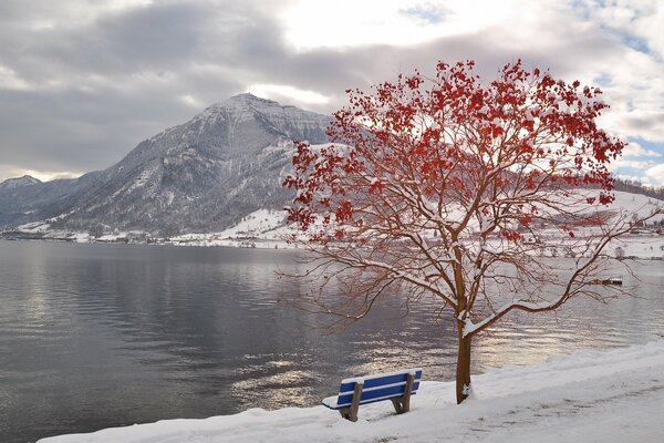 Mahogany tree with a bench on the phonemic and river