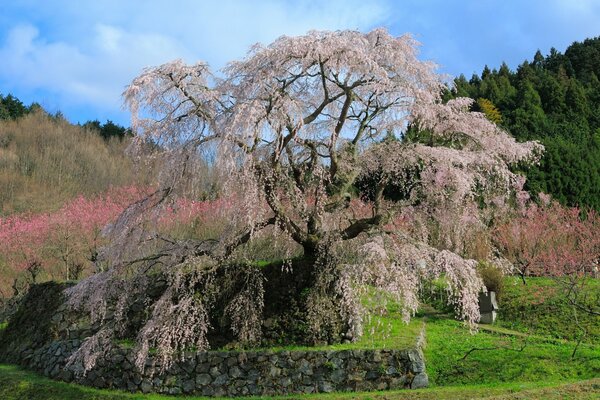 Beautiful cherry blossoms in spring