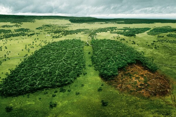 Campo verde y bosque verde