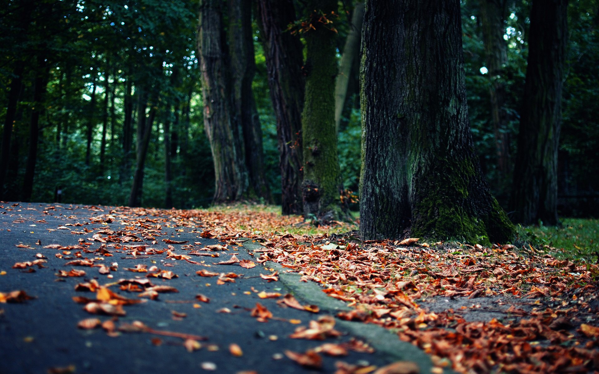 leaves road forest landscape nature