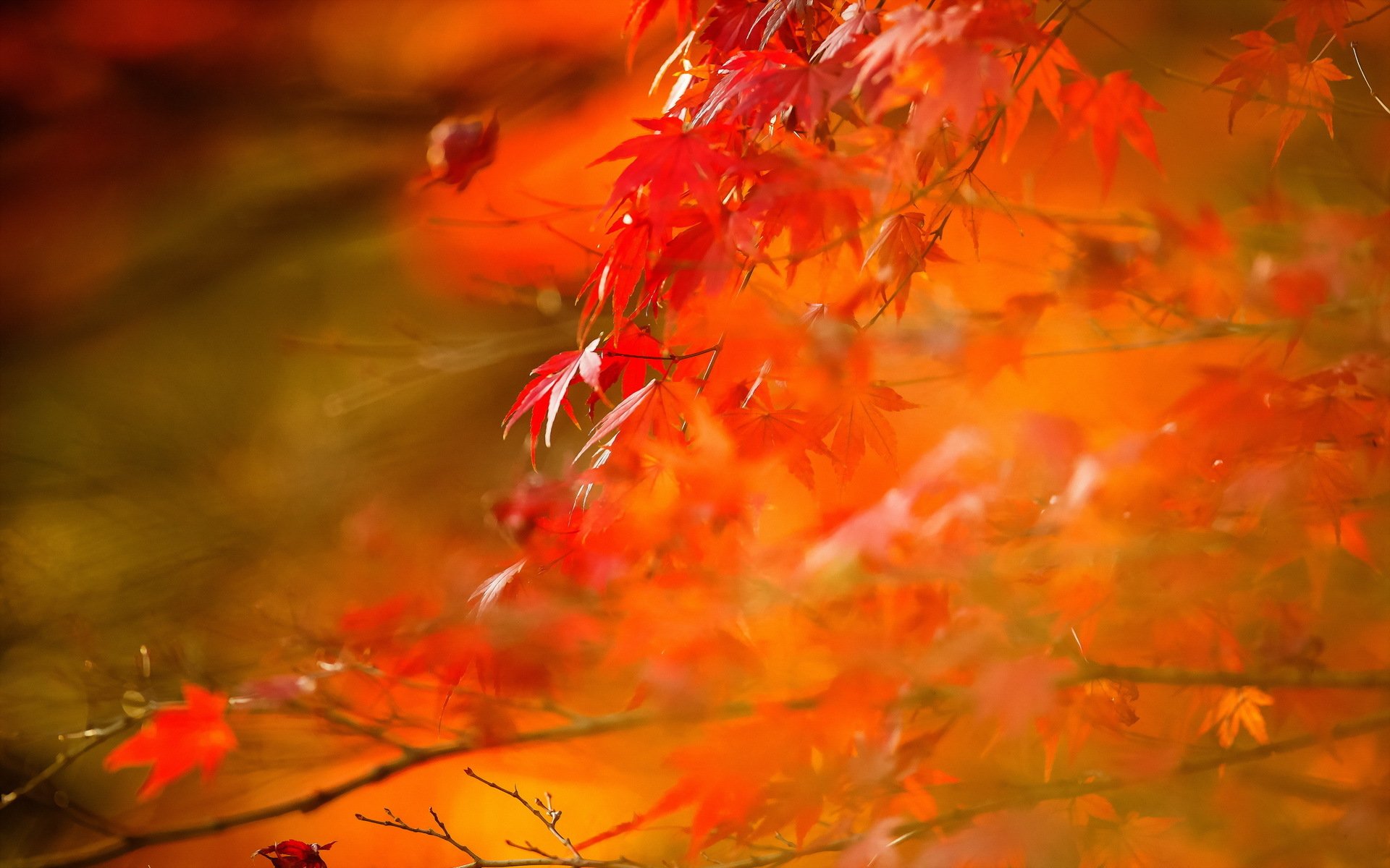 feuilles automne nature