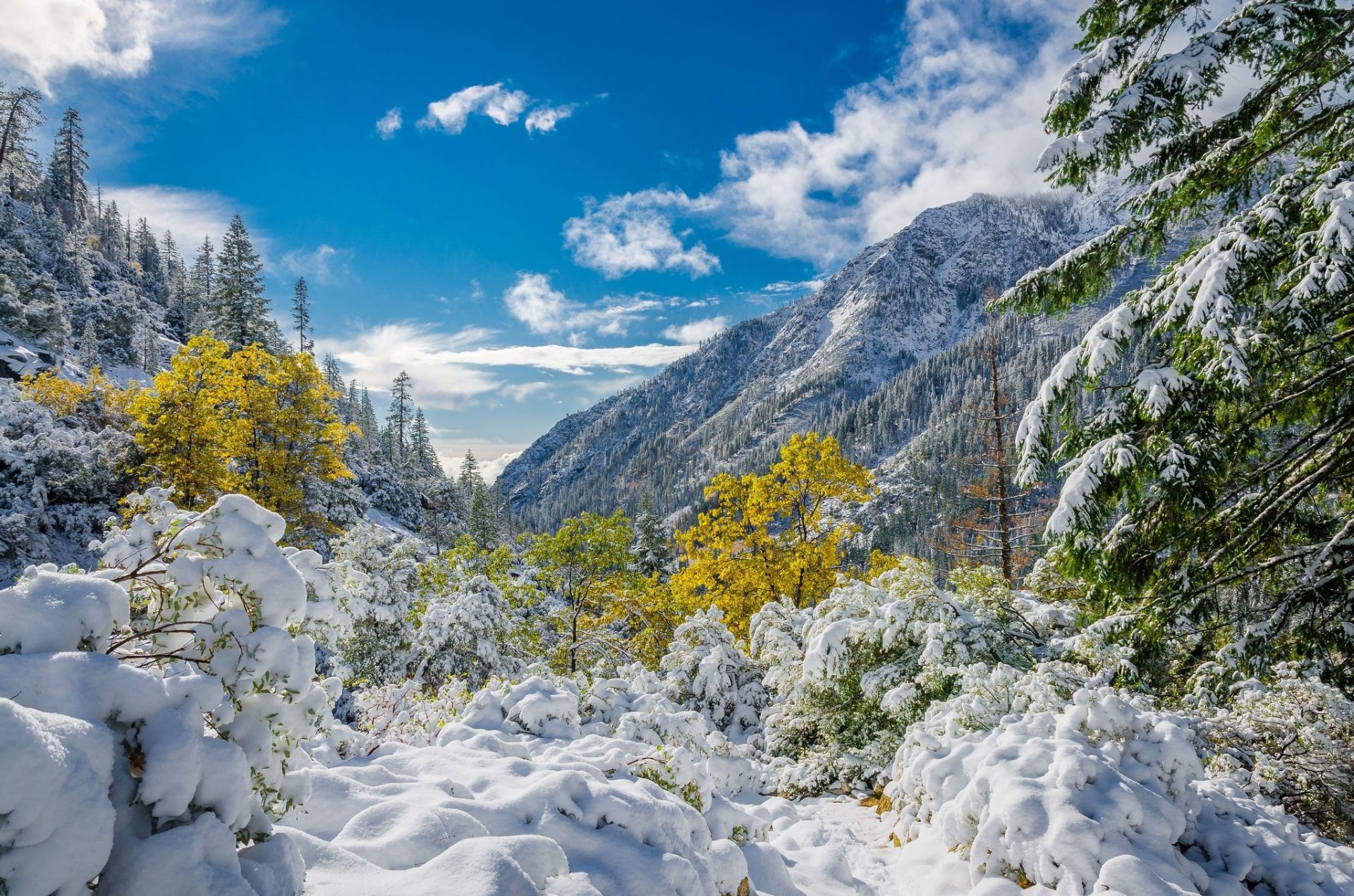 hiver neige arbres feuillage montagnes ciel nuages
