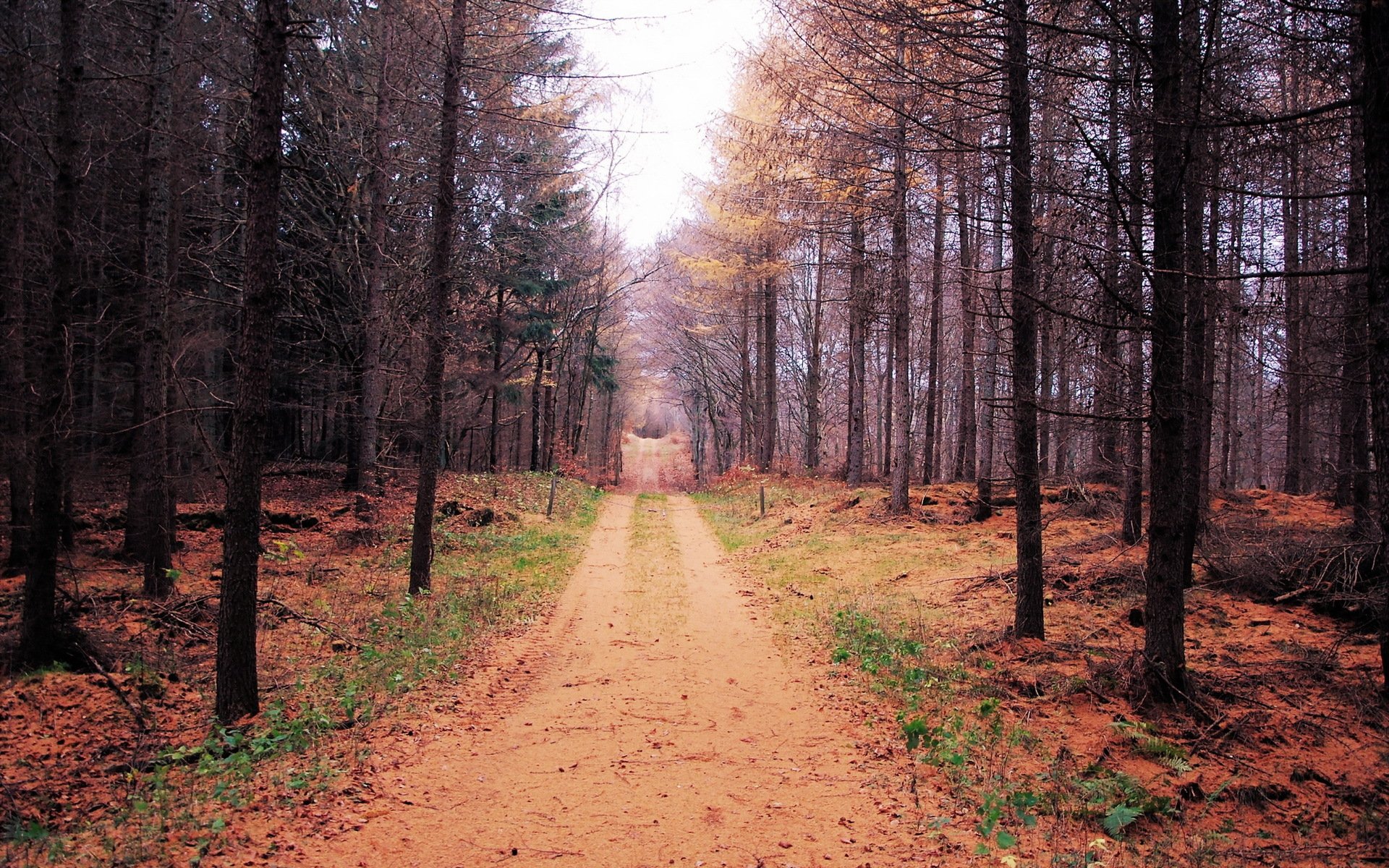 autunno foresta strada