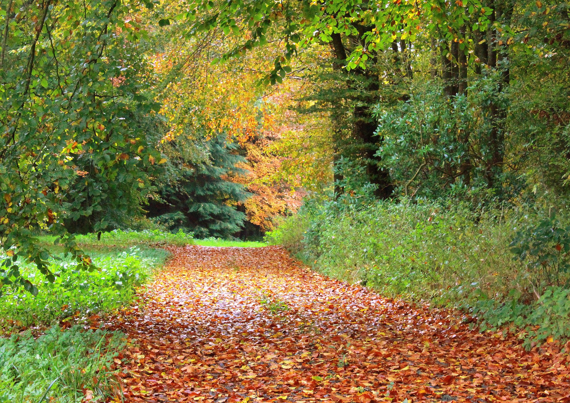 herbst gehweg laub bäume