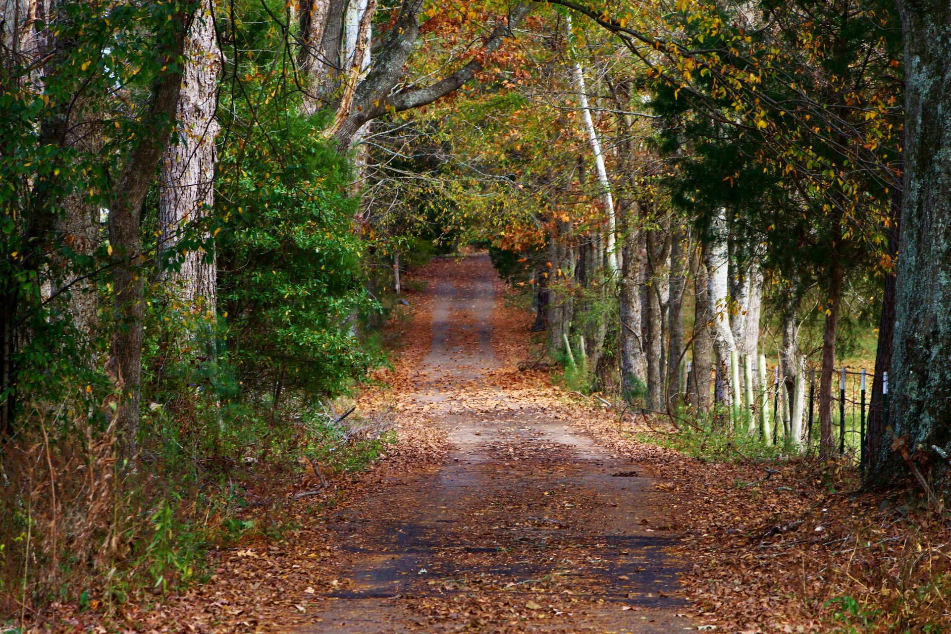 bosque árboles camino follaje tranquilidad