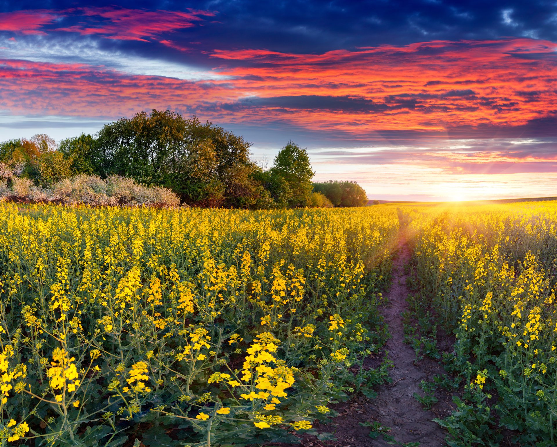 natur landschaft feld blumen straße sonnenuntergang