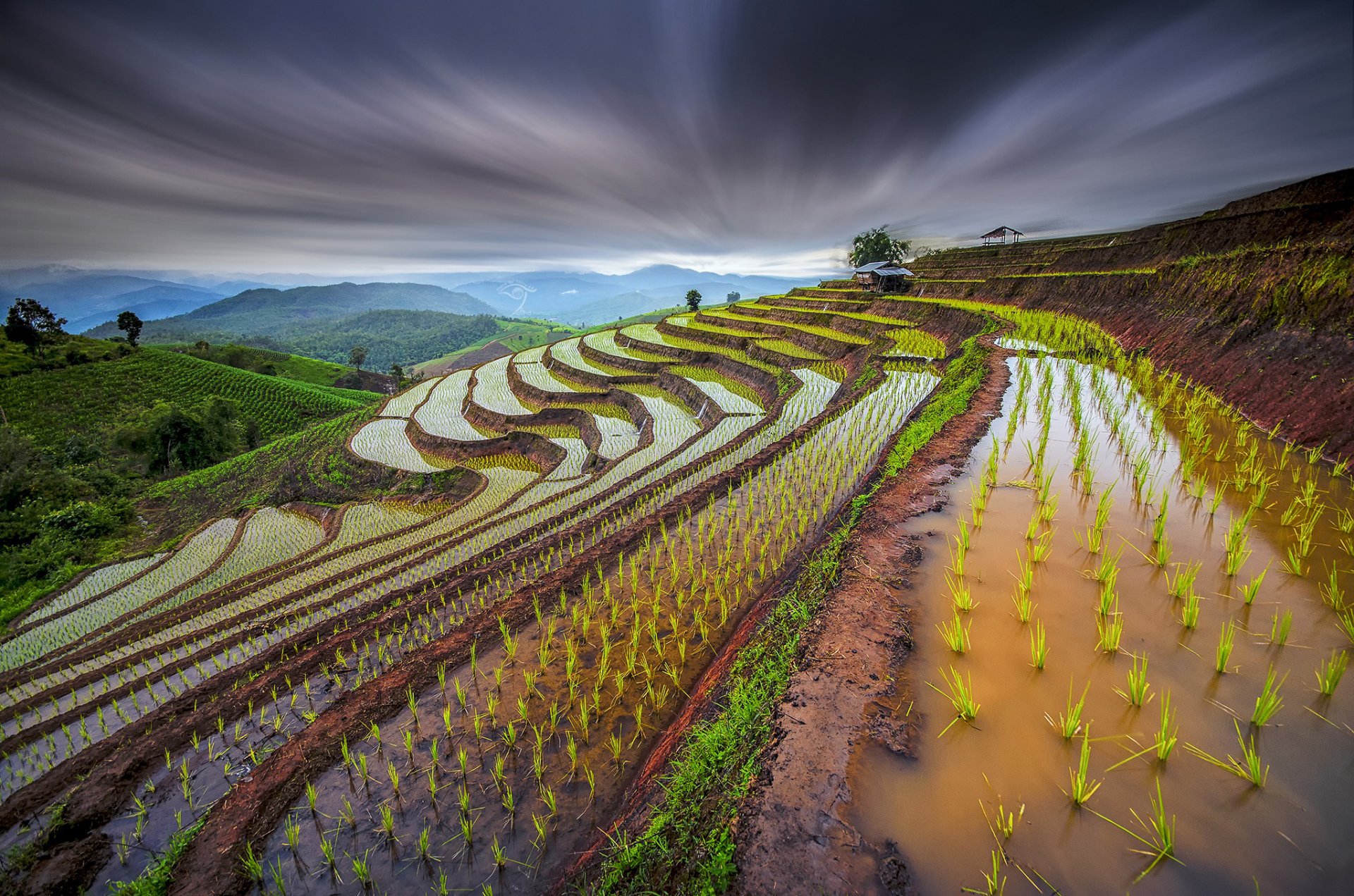 thailandia risaie germogli pendii acqua cielo esposizione