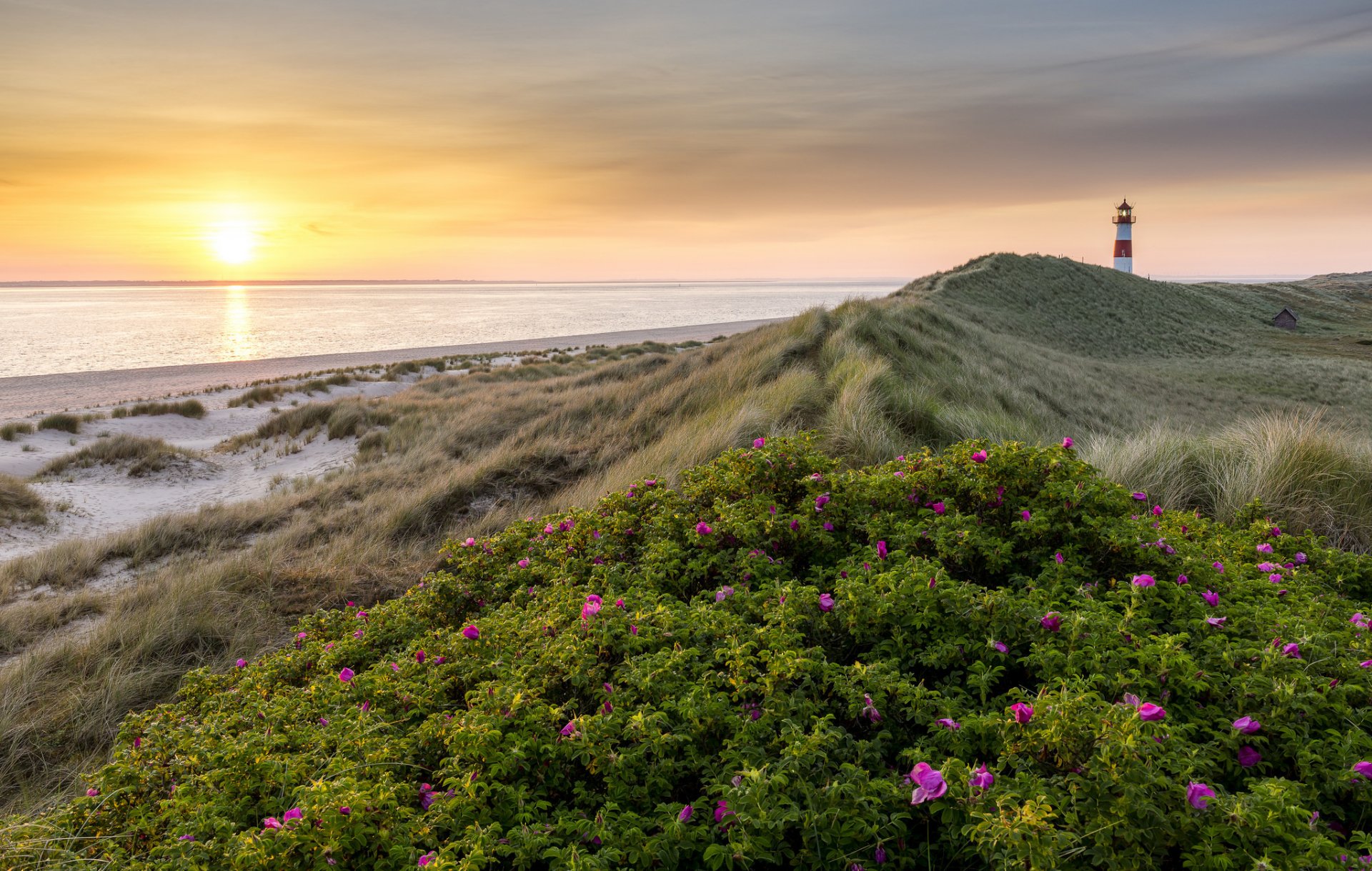 ea beach lighthouse morning sunrise summer flower