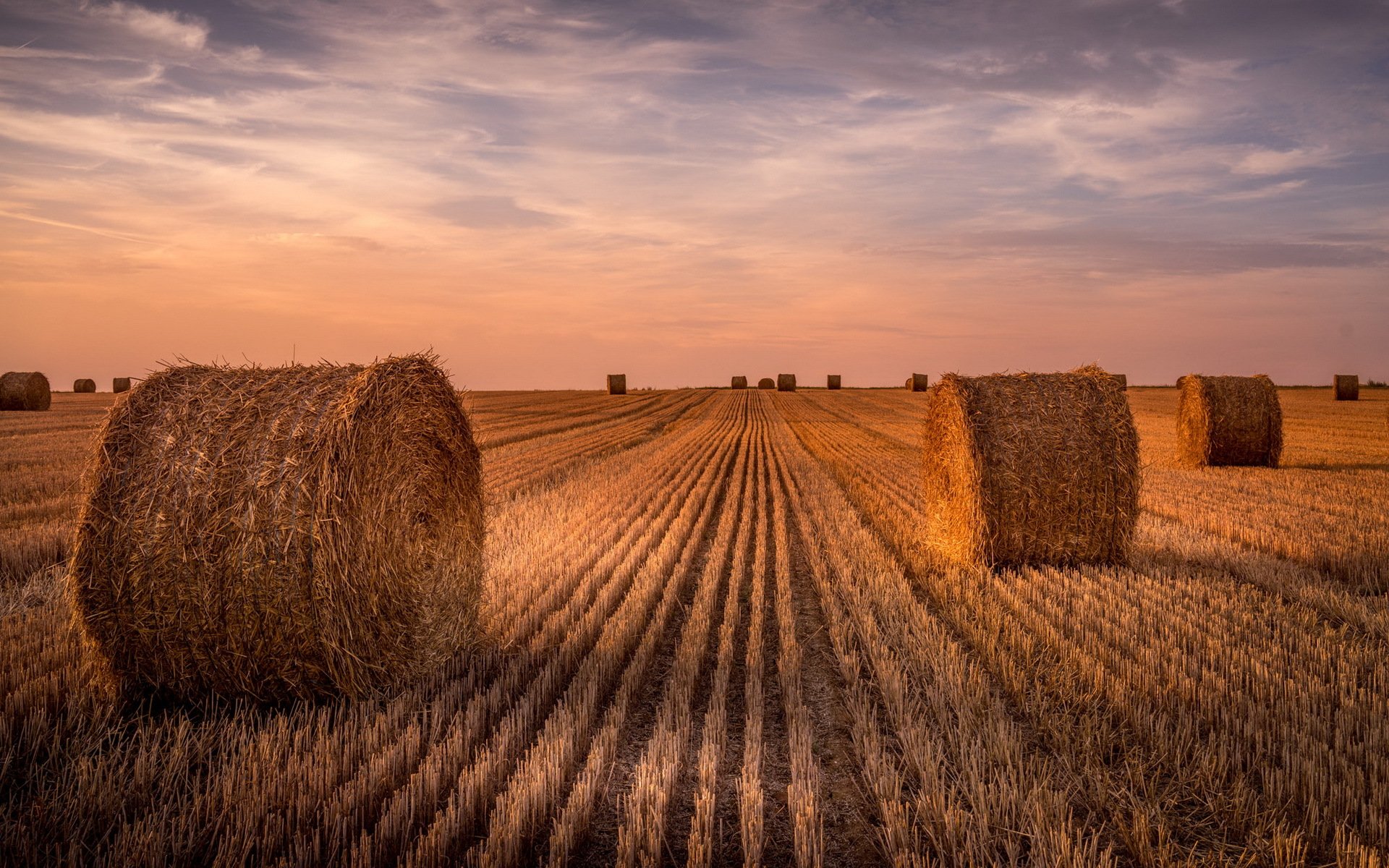 champ foin été paysage