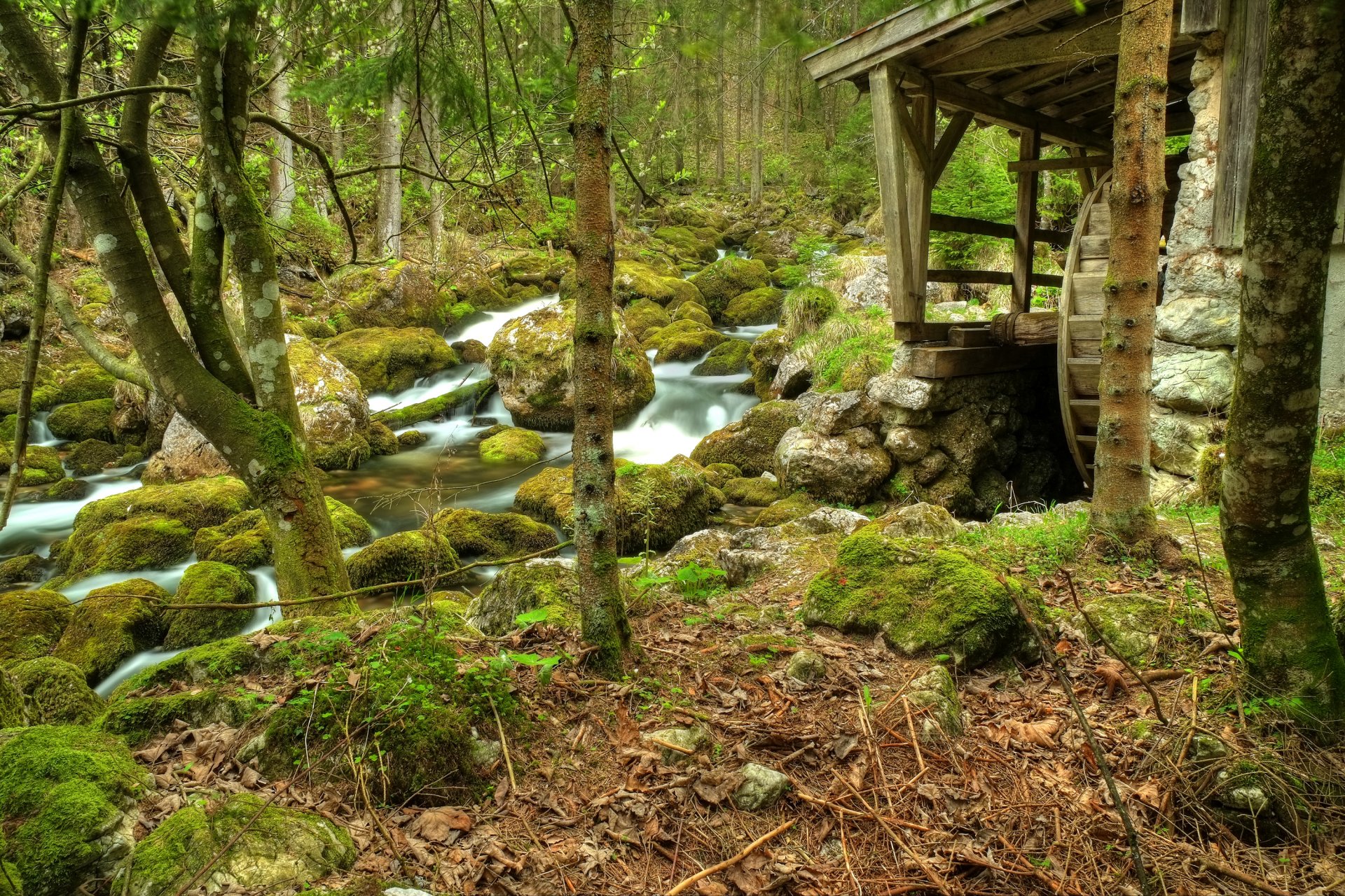 forest tree river creek feed stones mill