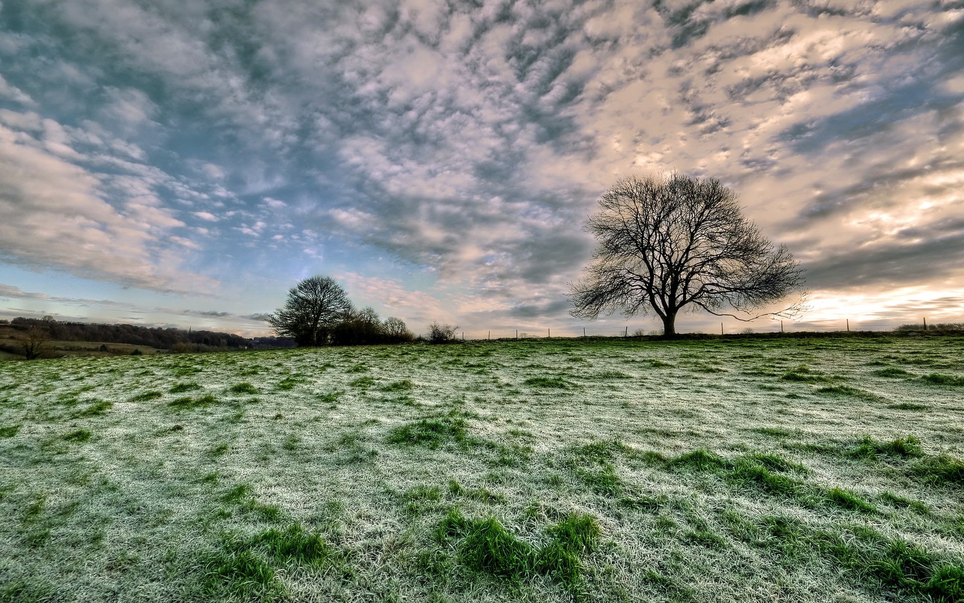 champ arbre paysage