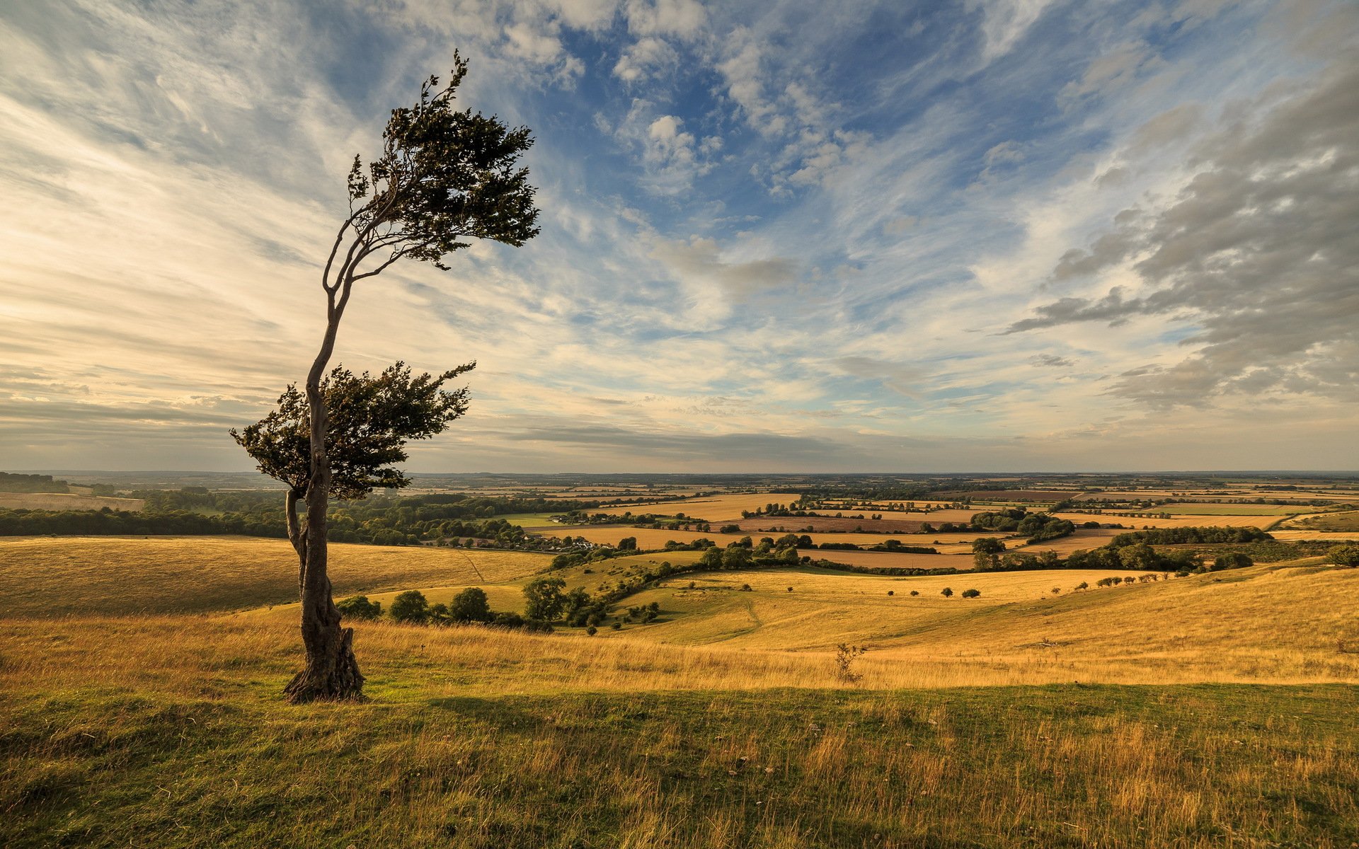 journée venteuse paysage ciel dramatique arbre