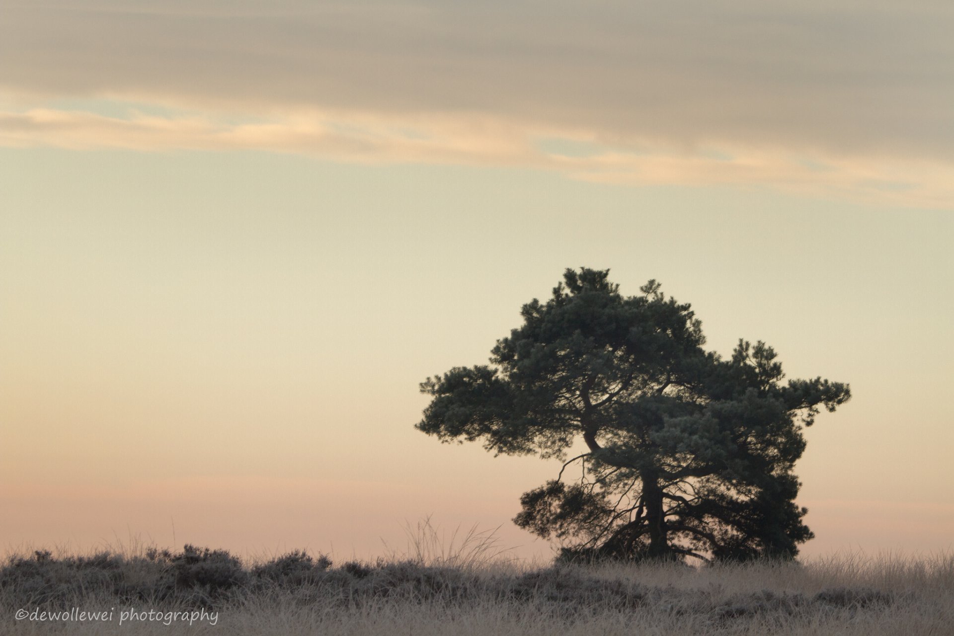 dewollewei gras baum dämmerung