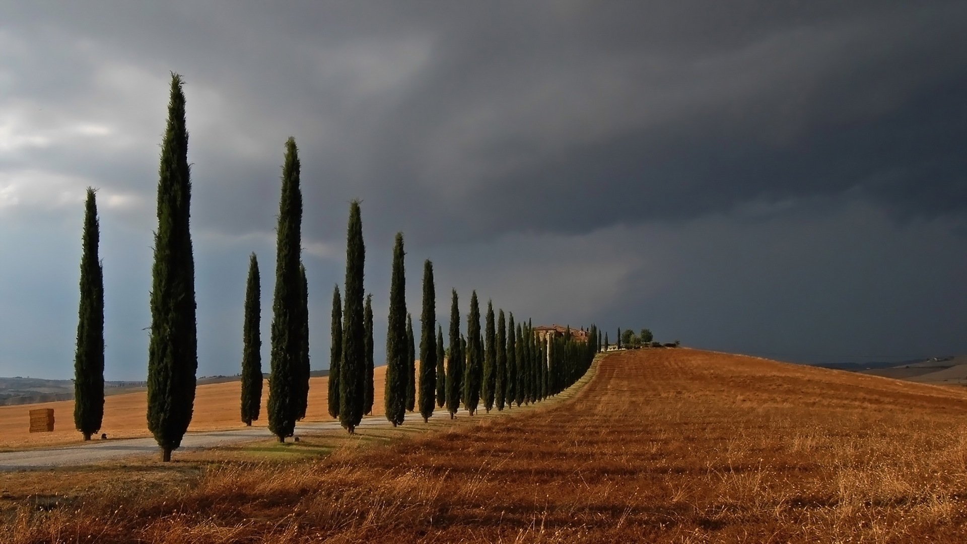 cypress hill árboles campo paisaje