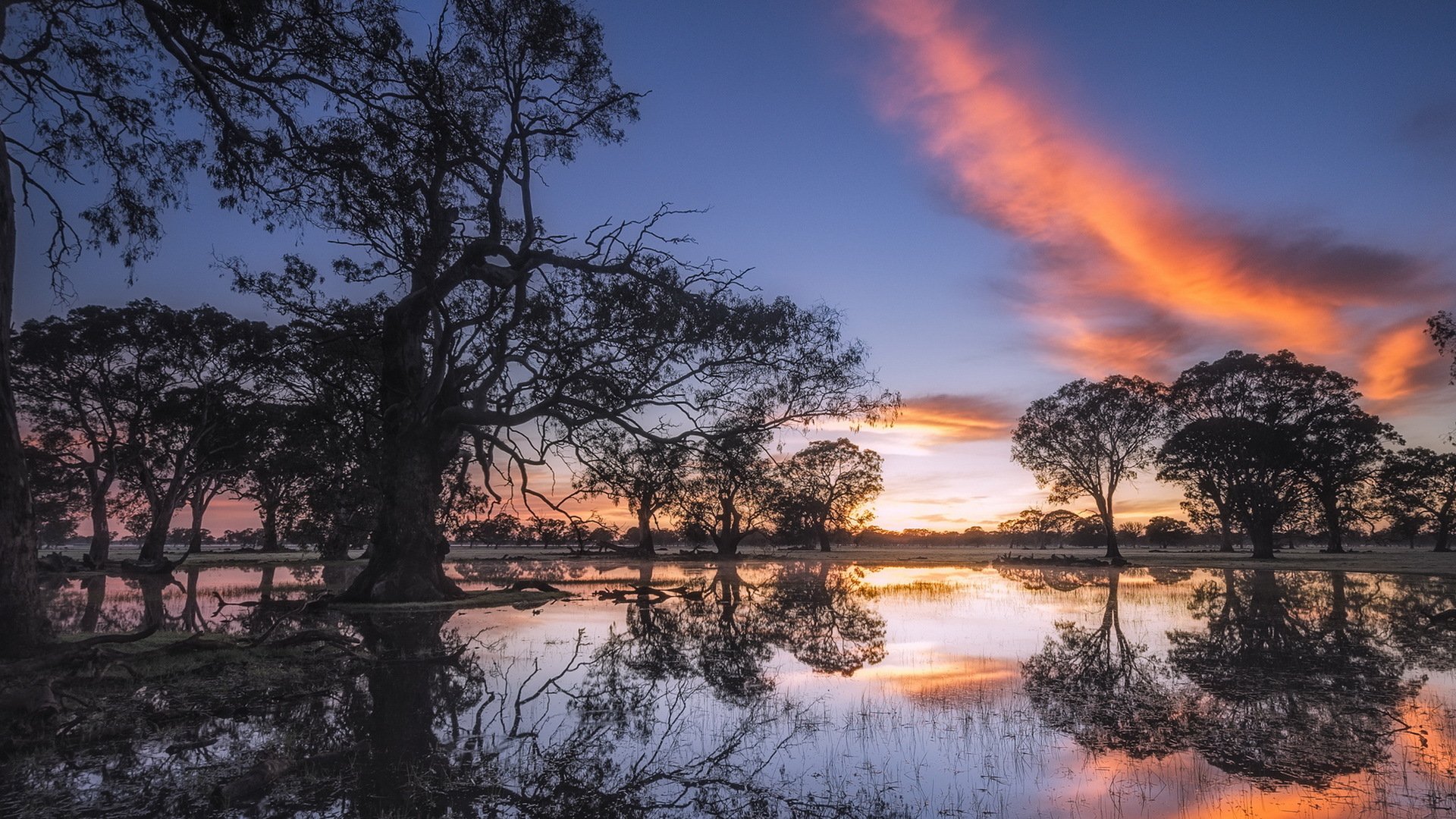 coonawarra australia pokaż światła eukaliptusa