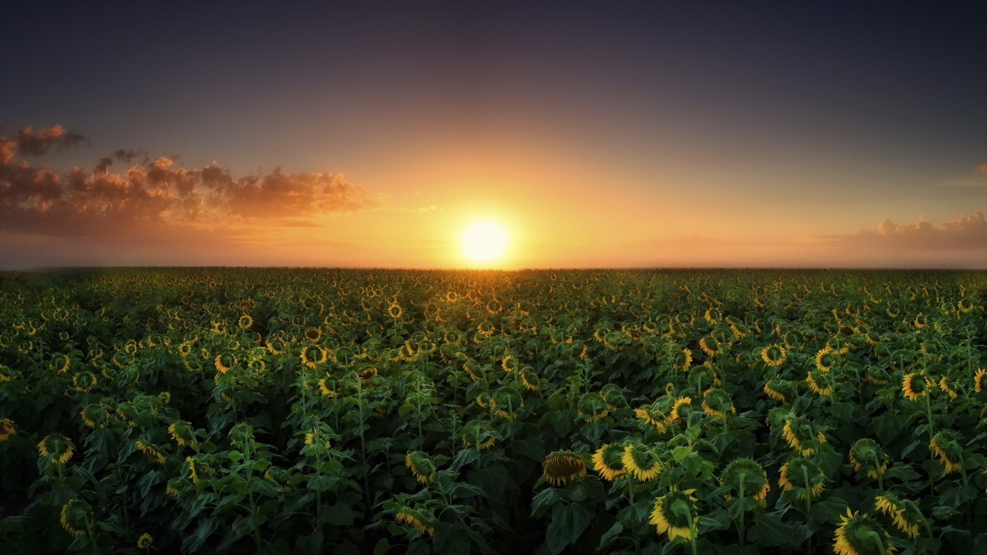 puesta de sol campo girasoles paisaje