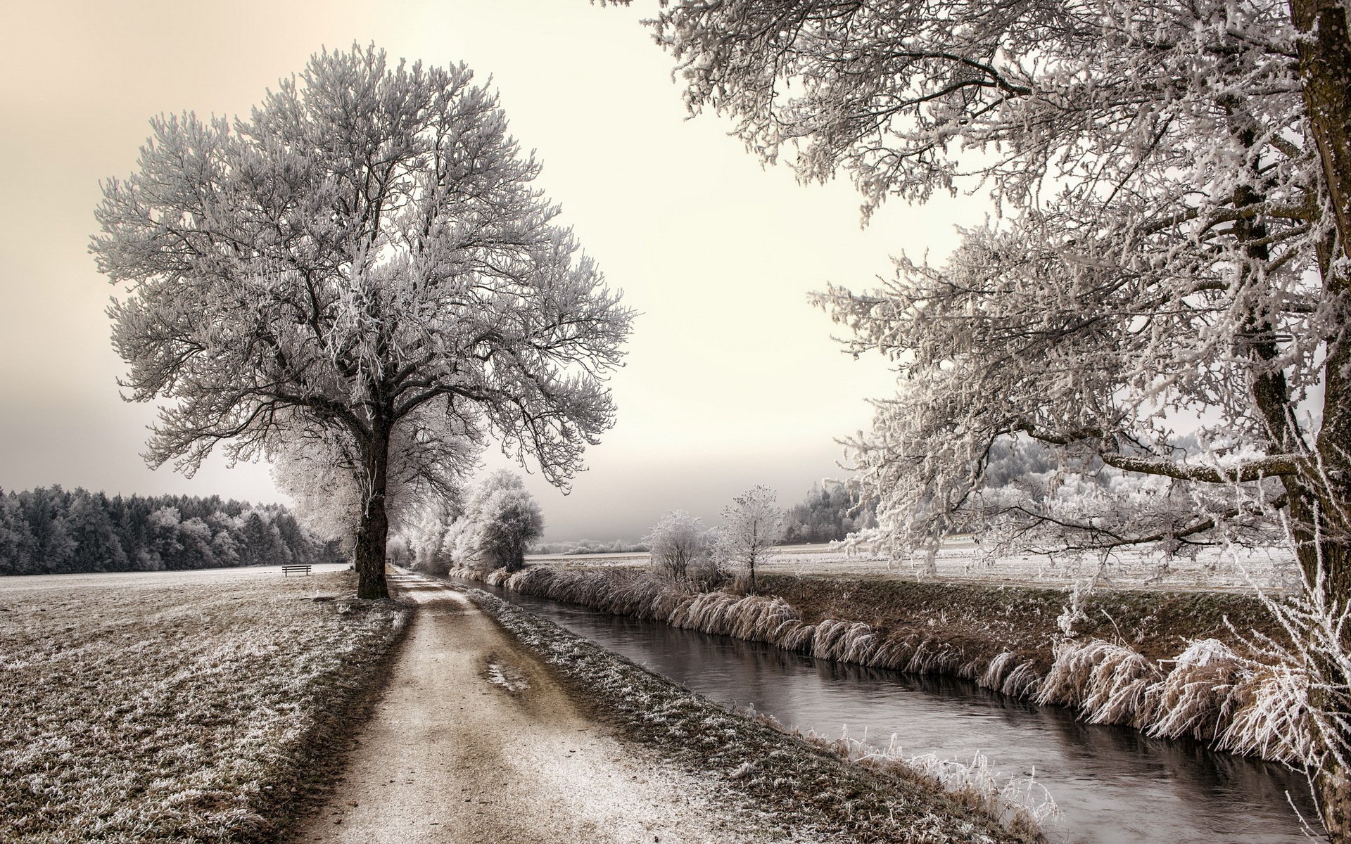 strada canale alberi gelo paesaggio