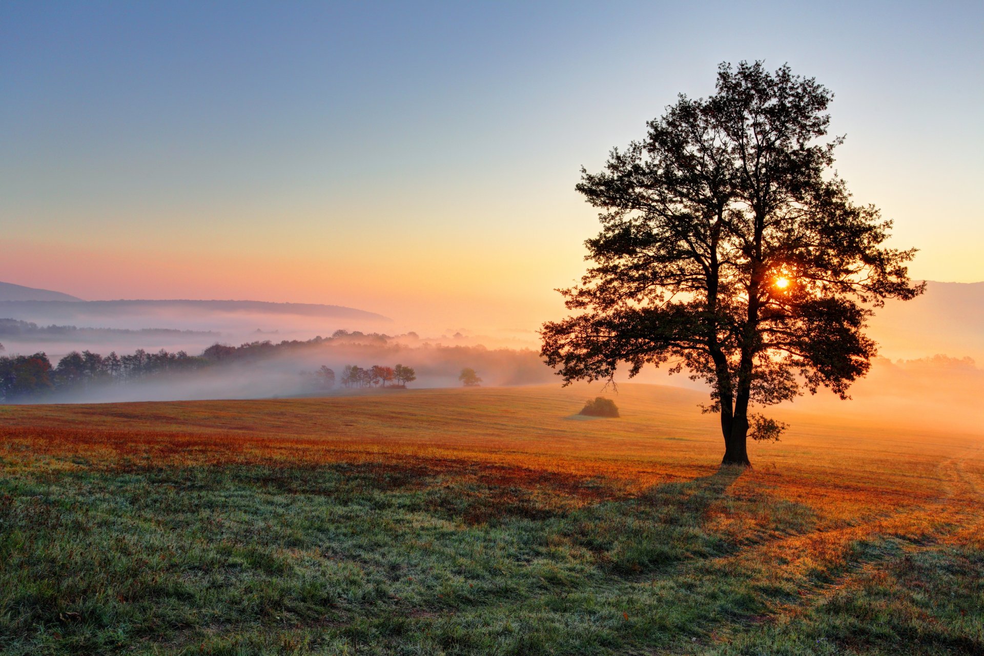 champ arbre aube collines brouillard