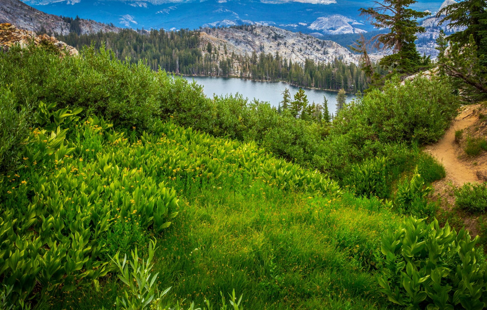 états-unis parc national de yosemite californie montagnes lac forêt arbres herbe verdure sentier