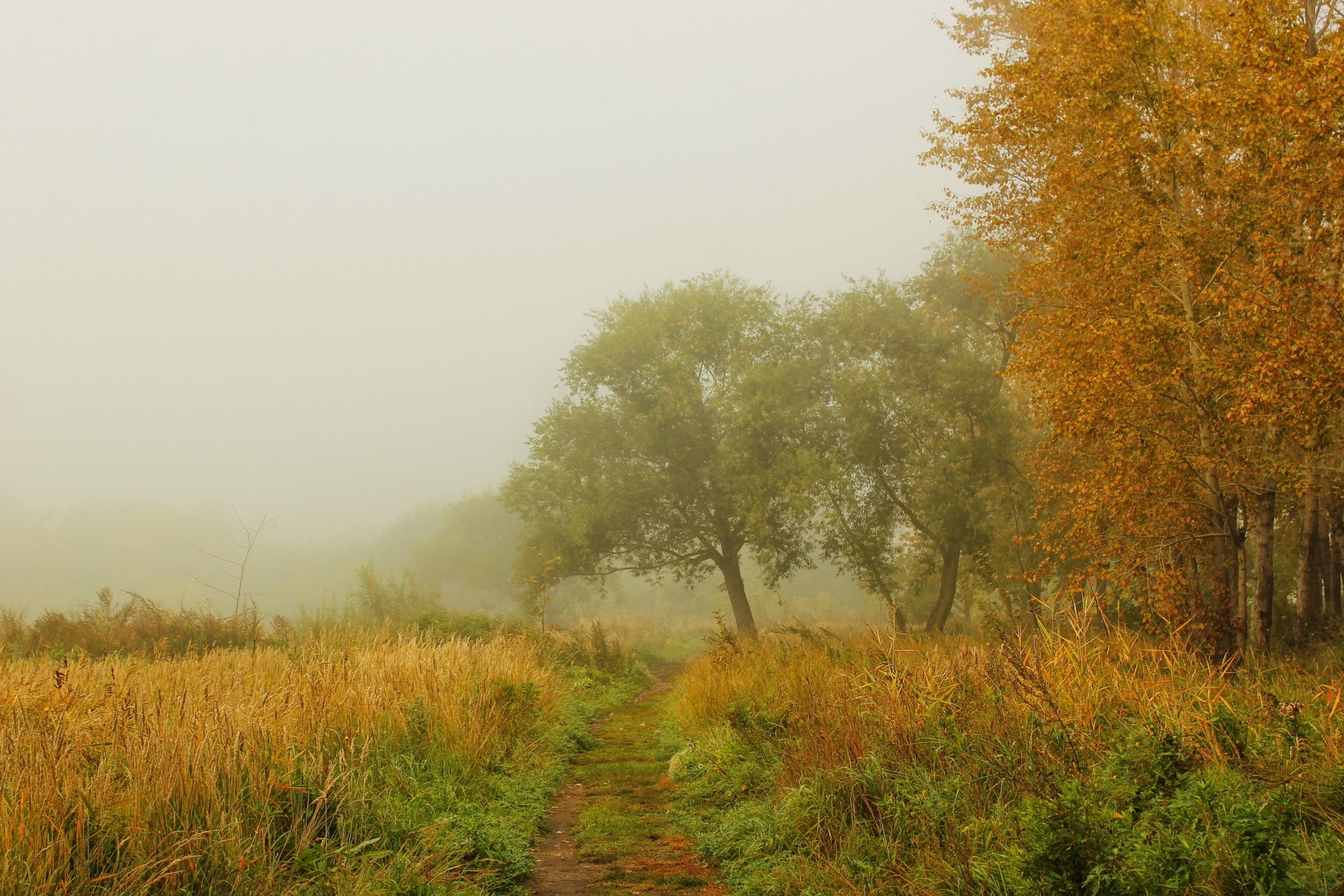 autunno nebbia erba natura sentiero foresta alberi foto