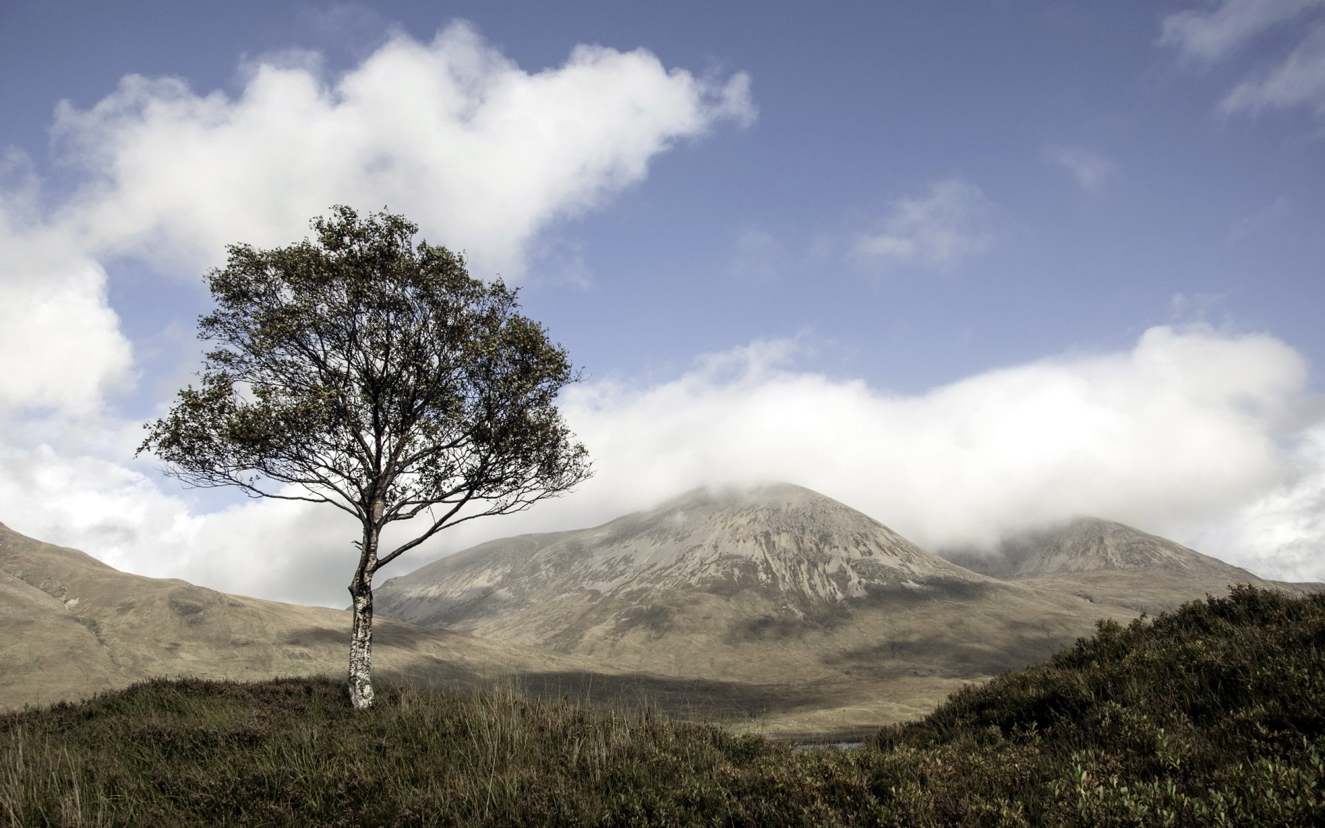 árbol montaña paisaje